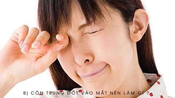 Bị côn trung đốt vào mắt nên làm gì ?